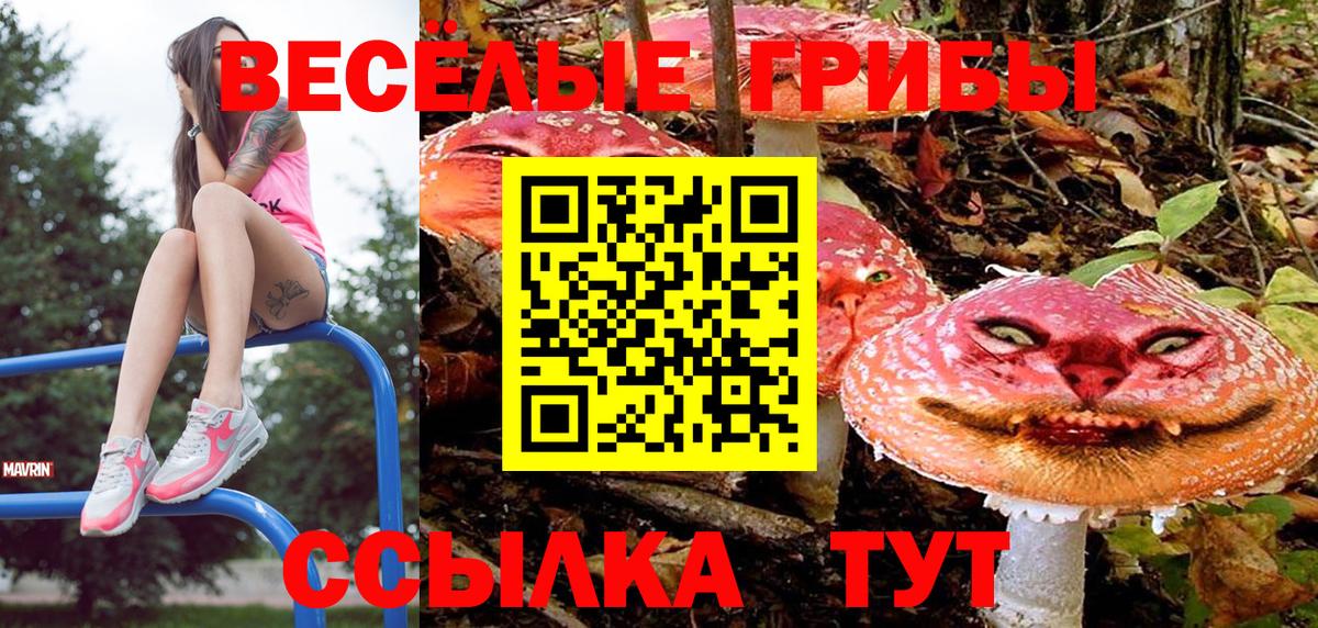 Псилоцибиновые грибы Psilocybe Котлас